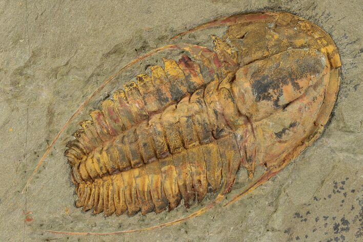 Cambrian Trilobite (Hamatolenus) - Tinjdad, Morocco #243919